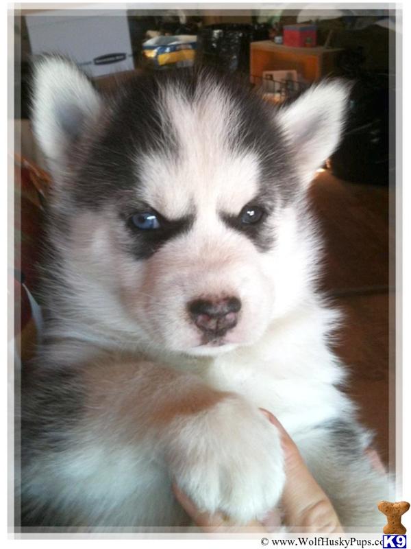 Puppies in NV